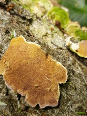 Stereum subtomentosum