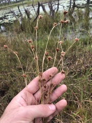 Rhynchospora harperi