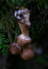 Agaricomycetes