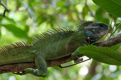 Physignathus cocincinus