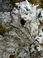 Parmelina tiliacea