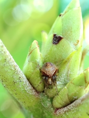 Araneus sturmi