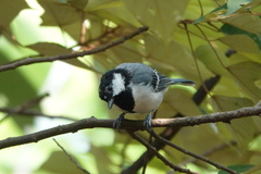 Parus minor commixtus
