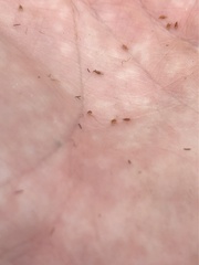 Rhynchospora harperi