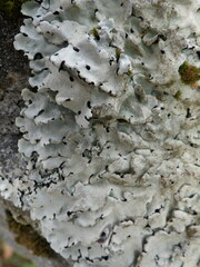 Parmelina tiliacea