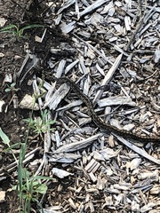 Thamnophis marcianus