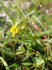 Ranunculus gmelinii