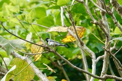 Parus minor commixtus