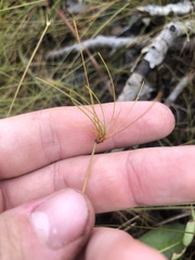Eleocharis vivipara