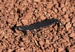Nyctophila reichii
