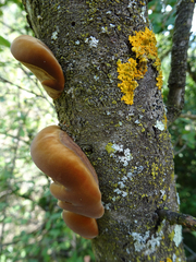 Inonotus hispidus