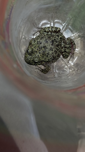 Tarahumara Barking Frog