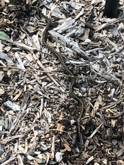 Thamnophis marcianus