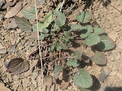 Dracocephalum nutans