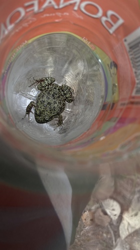 Tarahumara Barking Frog