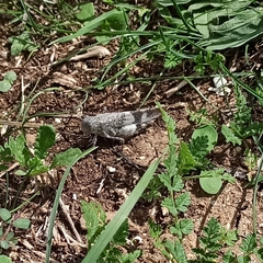 Oedipoda germanica