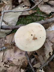 Hebeloma crustuliniforme