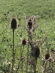 Dipsacus fullonum