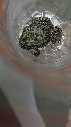 Tarahumara Barking Frog