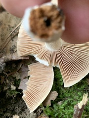 Hebeloma crustuliniforme