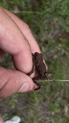 Incilius occidentalis