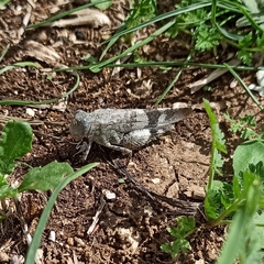 Oedipoda germanica
