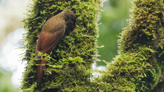 Lepidocolaptes affinis