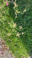 Cyperus rotundus