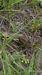 Incilius occidentalis