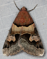 Drasteria pallescens