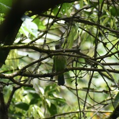 Psilopogon viridis