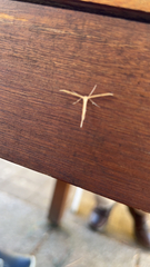 Emmelina monodactyla