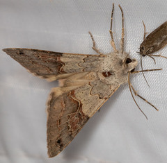 Drasteria scrupulosa