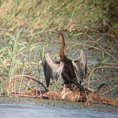 Anhinga rufa rufa