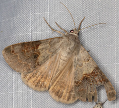 Drasteria scrupulosa
