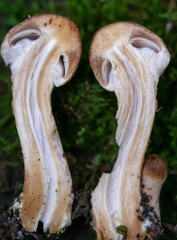 Agaricomycetes
