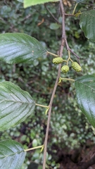 Alnus rhombifolia
