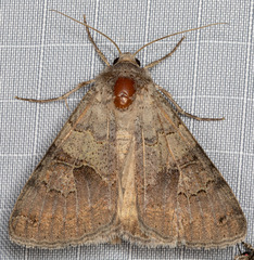 Drasteria scrupulosa