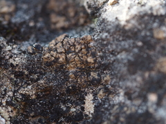 Acarospora macrospora