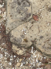 Milesia virginiensis