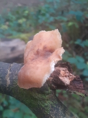 Polyporus