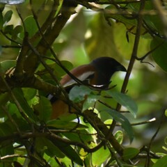 Dendrocitta vagabunda