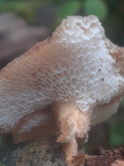 Polyporus