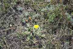 Taraxacum serotinum