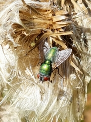 Lucilia