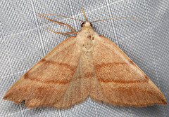Drepanulatrix bifilata