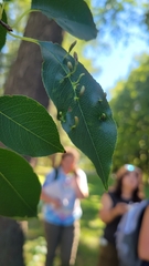 Eriophyes cerasicrumena