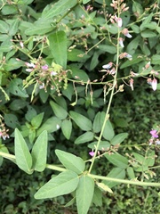 Desmodium perplexum