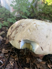 Rubroboletus satanas