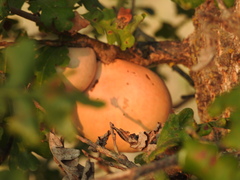 Andricus quercuscalifornicus